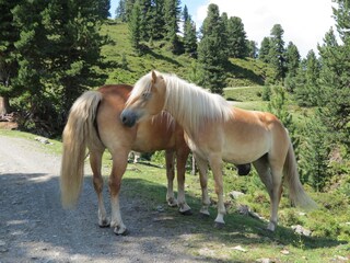 Holiday apartment Ramsau im Zillertal Environment 17