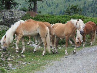 Appartamento per vacanze Mayrhofen-Hippach Ambiente 21