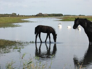 Appartamento per vacanze Callantsoog Ambiente 19