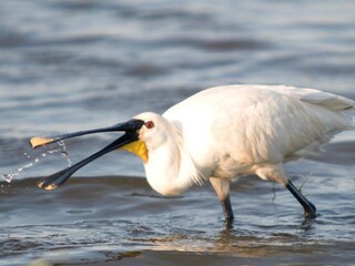 Appartamento per vacanze Callantsoog Ambiente 23