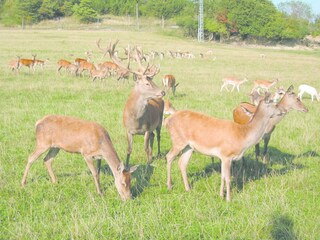 Appartamento per vacanze Rudolstadt Ambiente 25