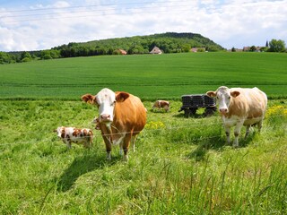 Appartamento per vacanze Rudolstadt Ambiente 31