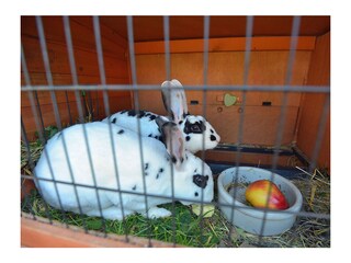 Appartamento per vacanze Rudolstadt Ambiente 30