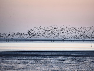 Gänse über dem Meer