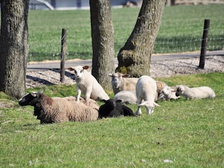 Schafe am Deich Umgebung von Büsum