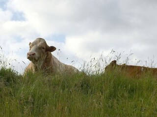 Holiday house Neßmersiel Environment 18