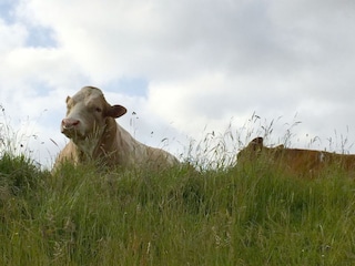Kühe auf dem Sommerdeich in Neßmersiel