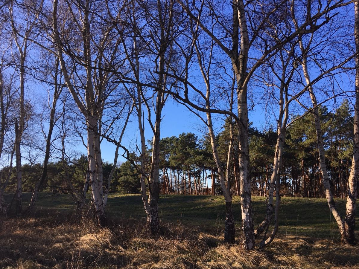 zahlreiche Wanderwege hinter den Dünen