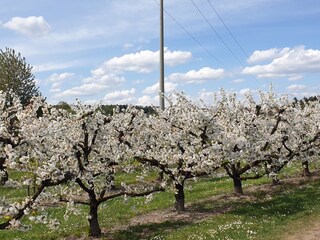 Appartamento per vacanze Meckenbeuren Ambiente 21