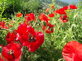 Mohn