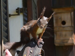 Eichhörnchen Hansi