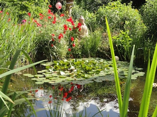 Mein Zierteich im Juni