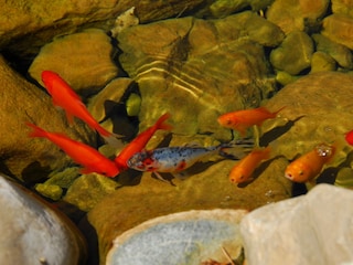 Ferienwohnung Wangen im Allgäu Umgebung 21