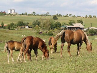 Casa per le vacanze Hildburghausen Ambiente 16