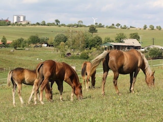 Pferdekoppel neben dem Rittergut
