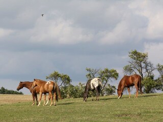 Maison de vacances Hildburghausen Environnement 17
