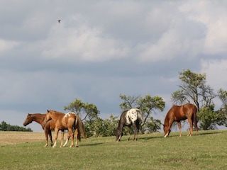 Pferdekoppel neben dem Rittergut