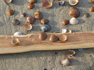 Casa per le vacanze Dishoek Ambiente 24