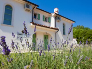 Do you feel smell of lavender?
