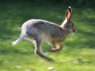 Feldhase im Garten