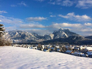 Säuling im Schnee