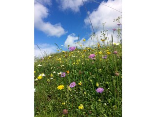 Holiday apartment Hopferau Outdoor Recording 3