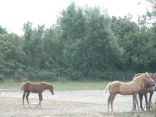 horse riding