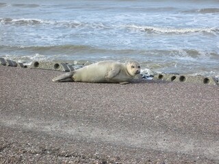 Seehund am Strand