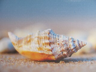 Hornmuschel am Strand