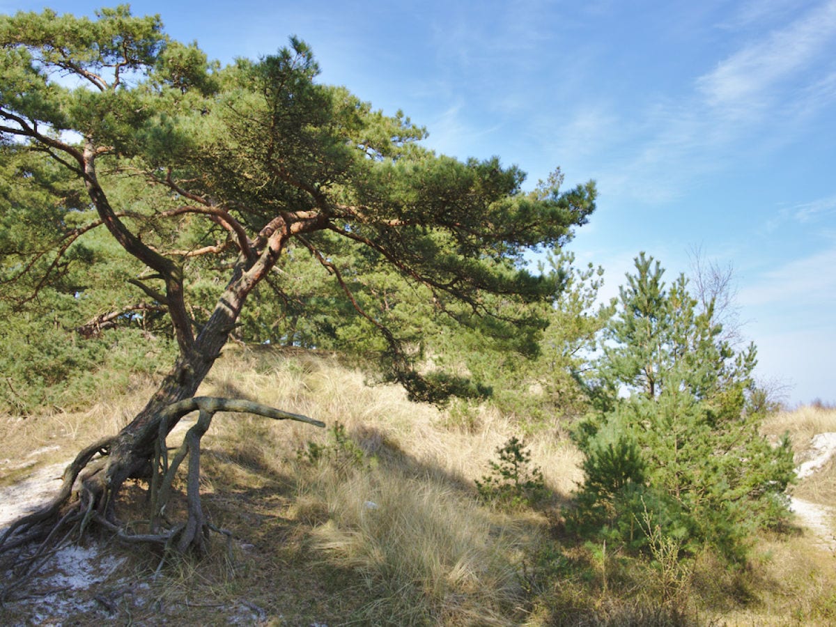 Dünenlandschaft