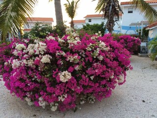 The combinations of the trinitaria flowers on the park.