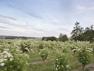 Aussicht hinter dem Ferienhaus