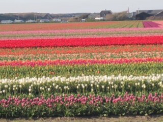 Casa per le vacanze Julianadorp Ambiente 27
