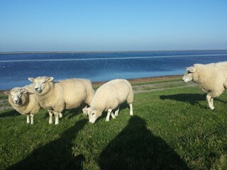 Mandepolder - unendliche Weite -