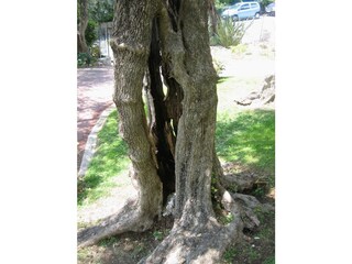 old Olive tree in the garden