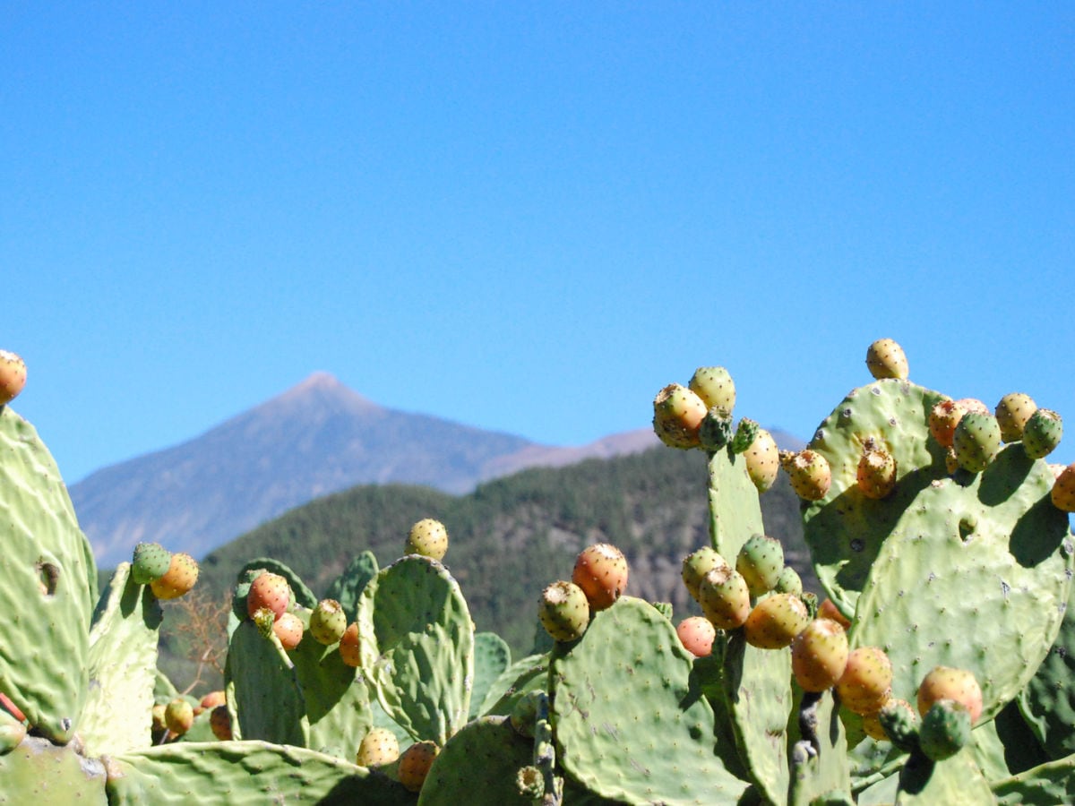 Teide