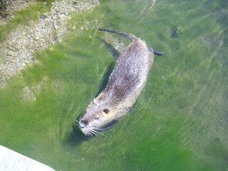 Paula im Natursee