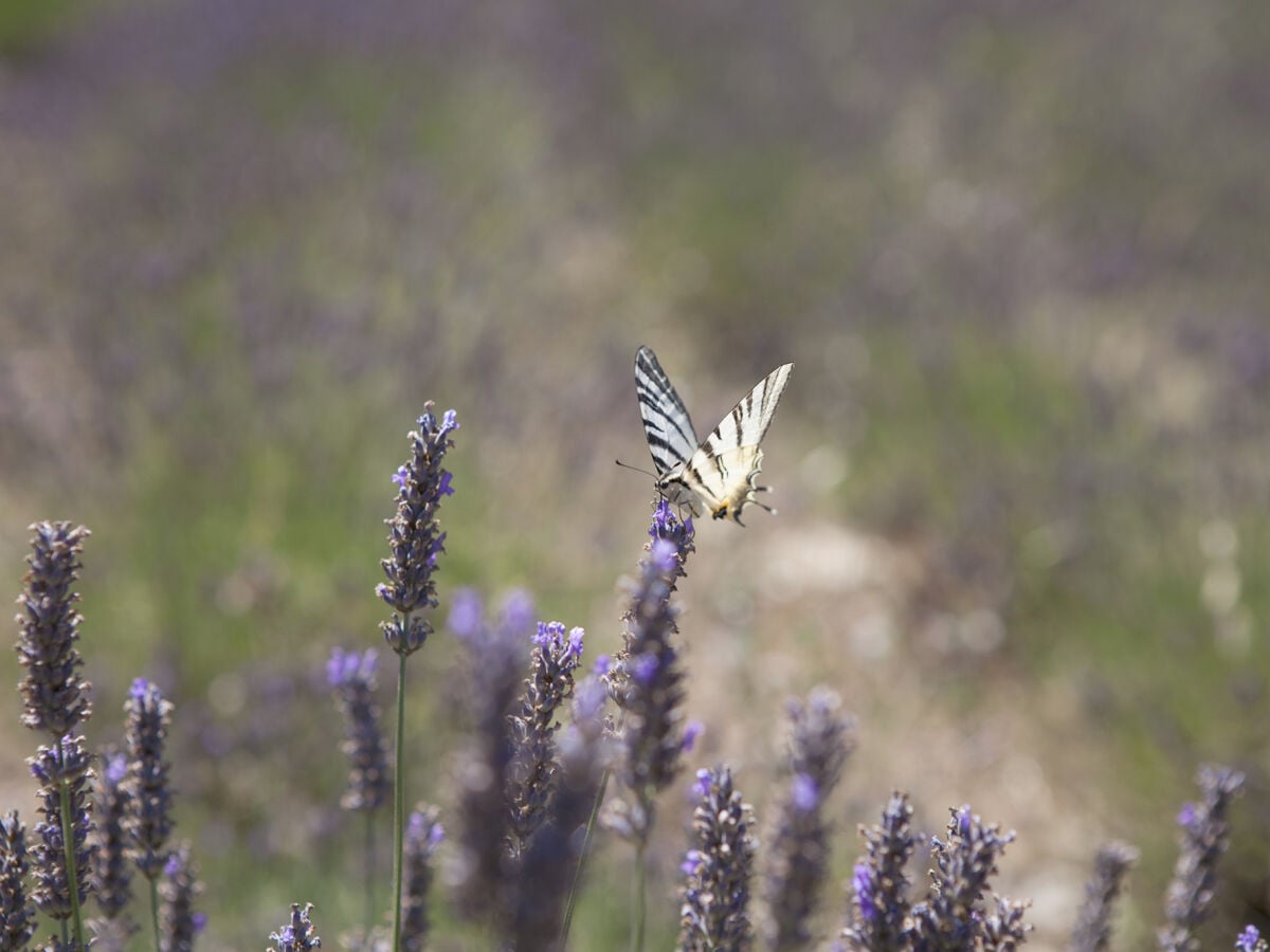 Lavendelfelder in unberührter Natur