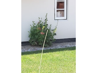 Stockrosen am Haus