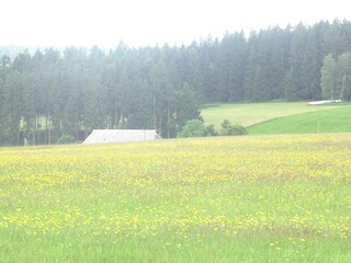 Appartamento per vacanze Tennenbronn Ambiente 32