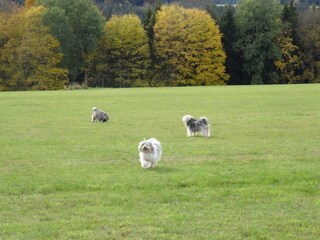 Appartamento per vacanze Tennenbronn Ambiente 33