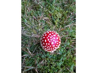 Appartamento per vacanze Tennenbronn Ambiente 34