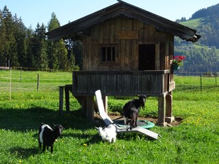 Lieblinge der Kinder - Unsere Ziegen