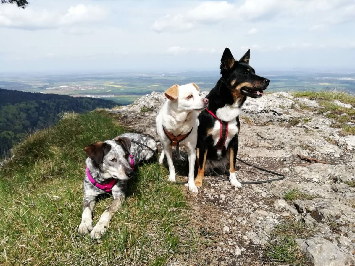 Ferienwohnung Obernheim Umgebung 33