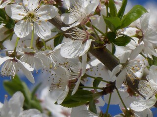Apfelblüte am Ferienhaus