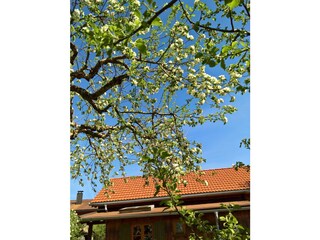 Schattenspender Apfelbaum