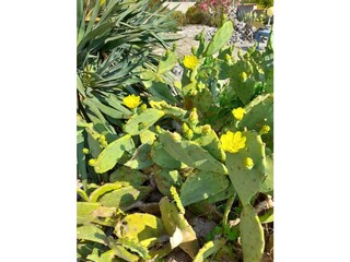 Casa per le vacanze Saint-Pierre-la-Mer Registrazione all'aperto 10