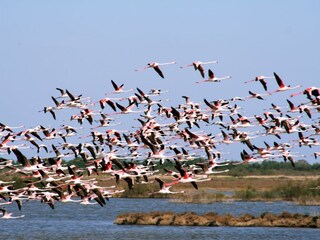 Flamingos unten am Etang