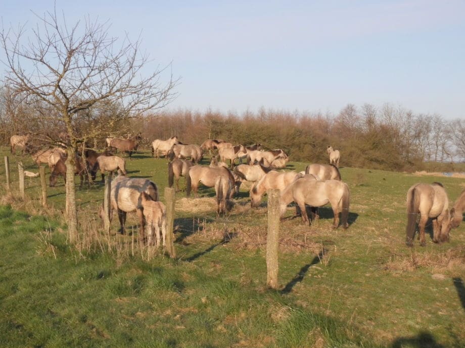 wildpferde auf der geltinger birk