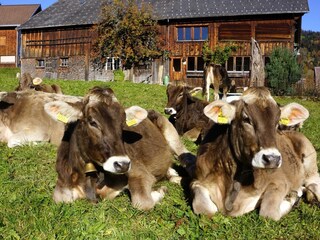 Appartamento per vacanze Au in Vorarlberg Ambiente 16